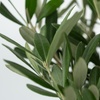 Image 4: 1x oder 2x winterharter Olivenbaum