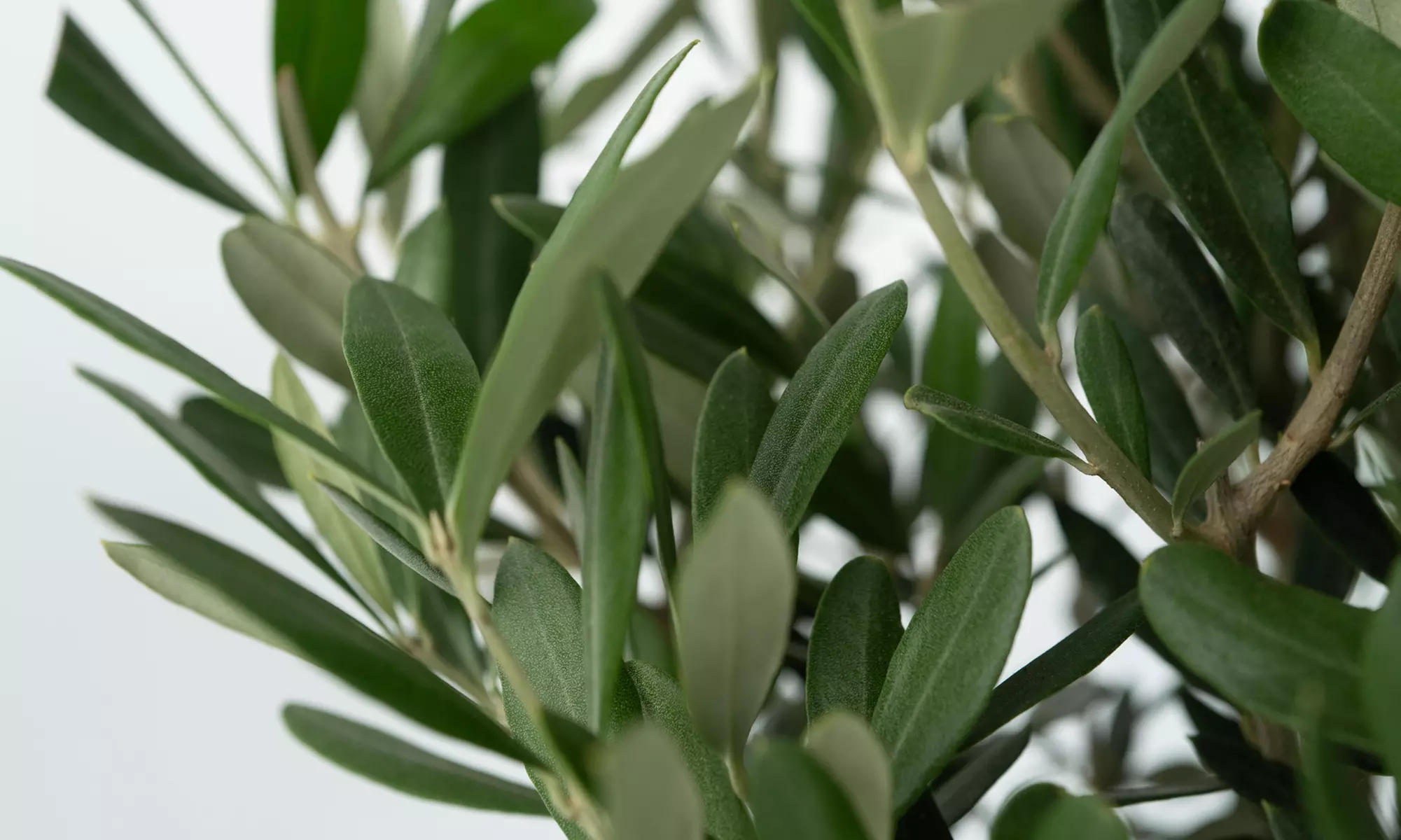 1x oder 2x winterharter Olivenbaum