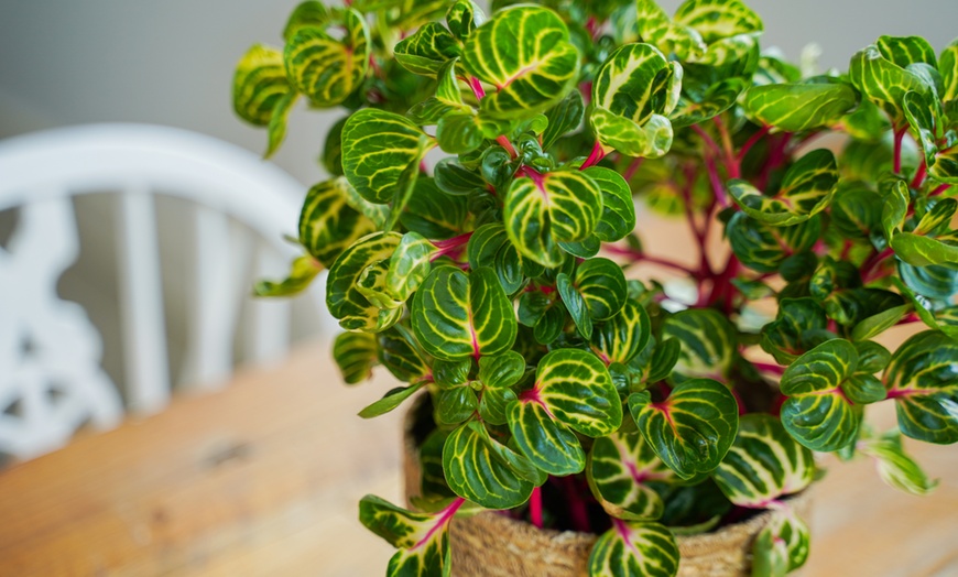 Image 8: One or Two Rootz Iresine Herbstii Red or Yellow Indoor Plants