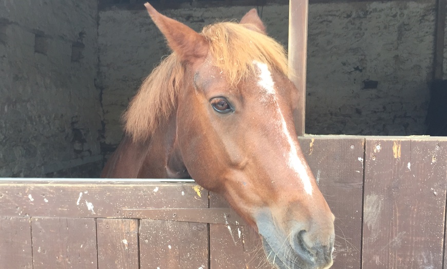 Image 1: Two-Hour Horse Riding Experience