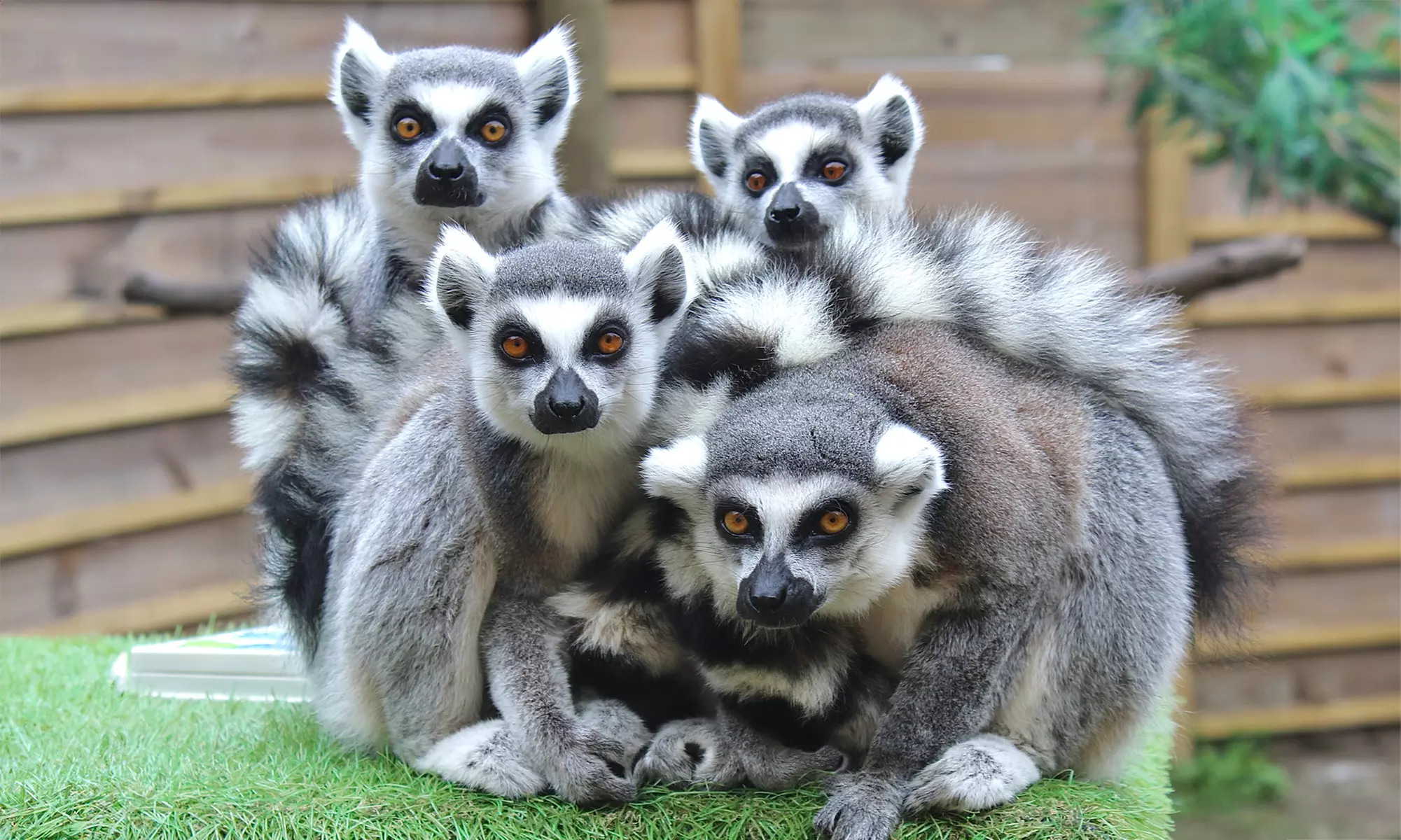 Experience Wildlife Up Close With Admission For 2, 3, or 4 People