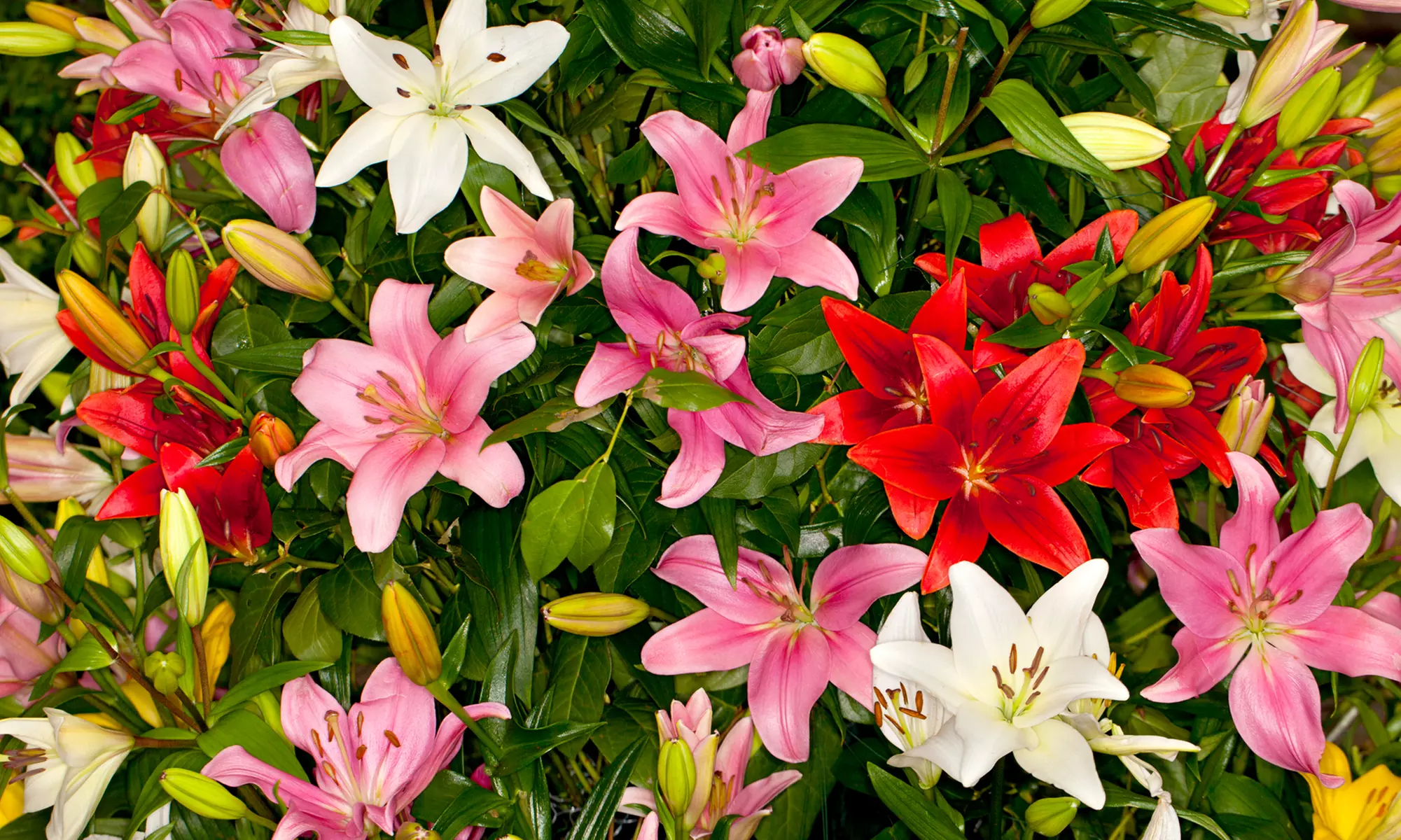  Lily Flower Bulb Mix (10-, 20-, or 50-Pack with Bulb Planter) - Primary Image
