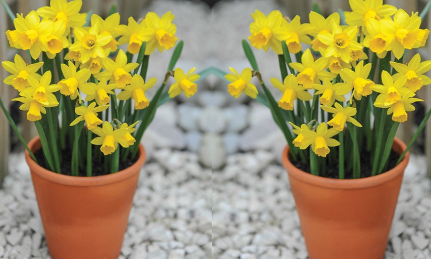 Image 7: 25, 50 or 100 Narcissus Daffodil Tete-a-Tete Hardy Bulbs