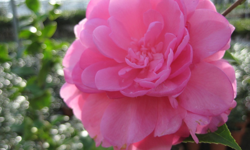 Image 3: Camellia Japonica planten