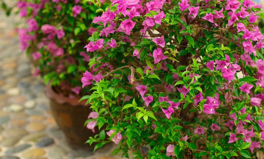 Image 3: YouGarden Bougainvillea Bush