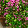 Image 3: YouGarden Bougainvillea Bush