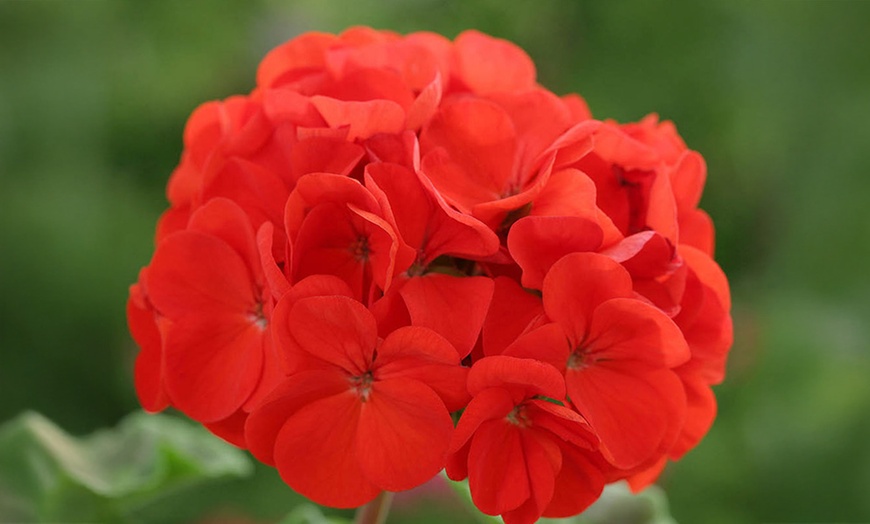 Image 2: Geranium 'Fire Queen' Garden-Ready Plants