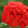 Image 2: Geranium 'Fire Queen' Garden-Ready Plants