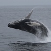 Newburyport Whale Watch in - Newburyport, MA | Groupon