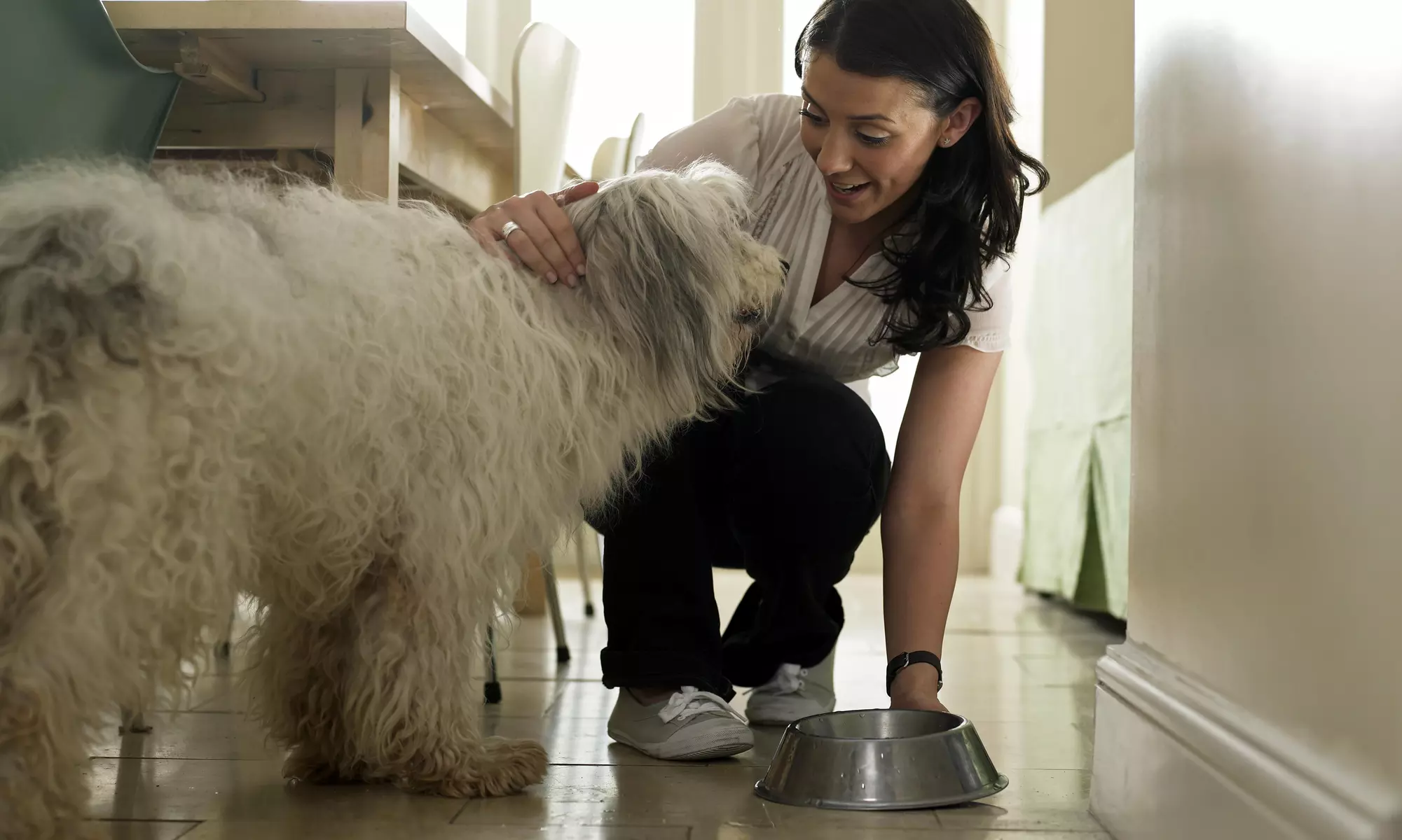 $26 for $50 Worth of Pet Care — District Dog Hero - Primary Image