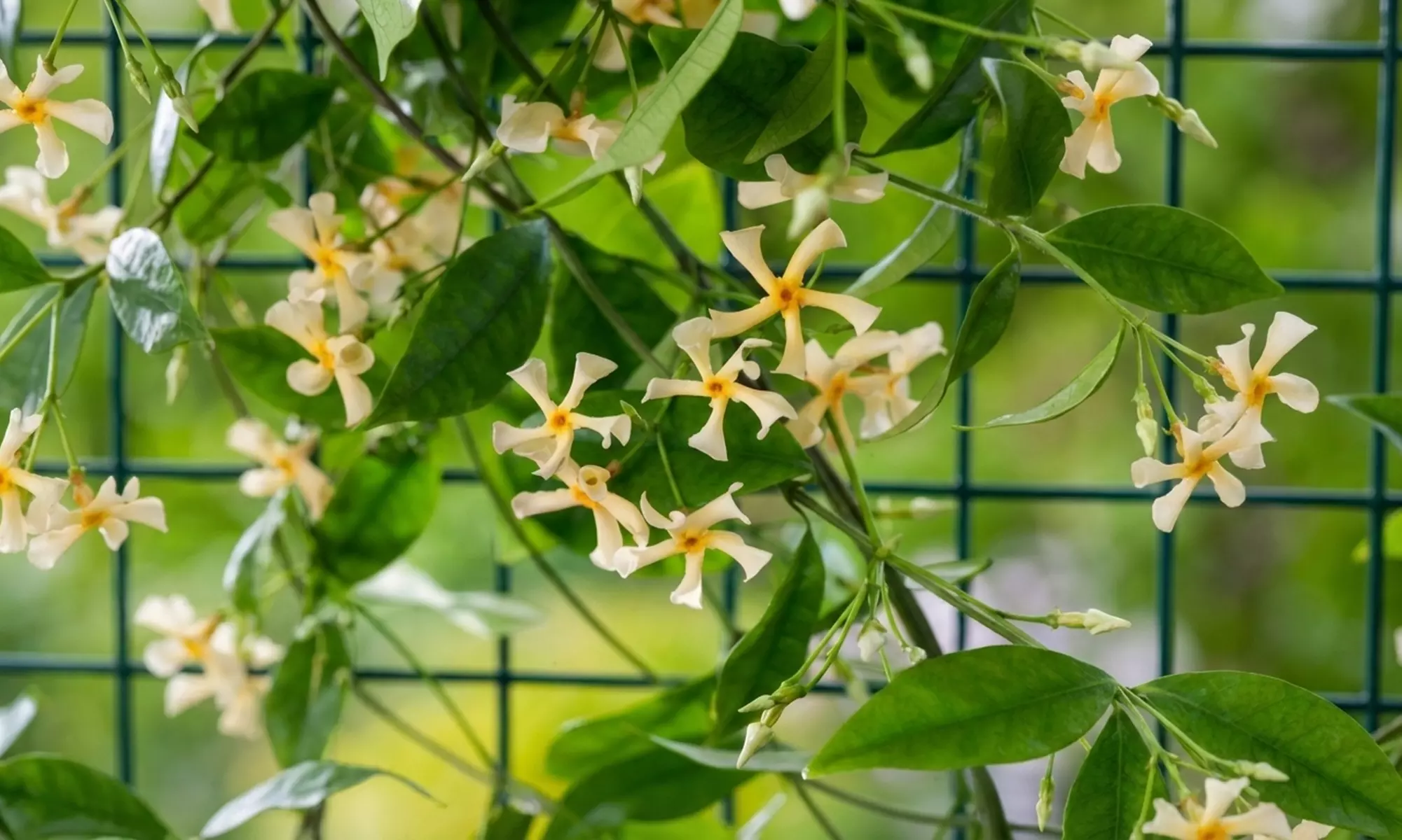 1 ou 2 plants de Jasmin de Toscane XXL Gardenzo