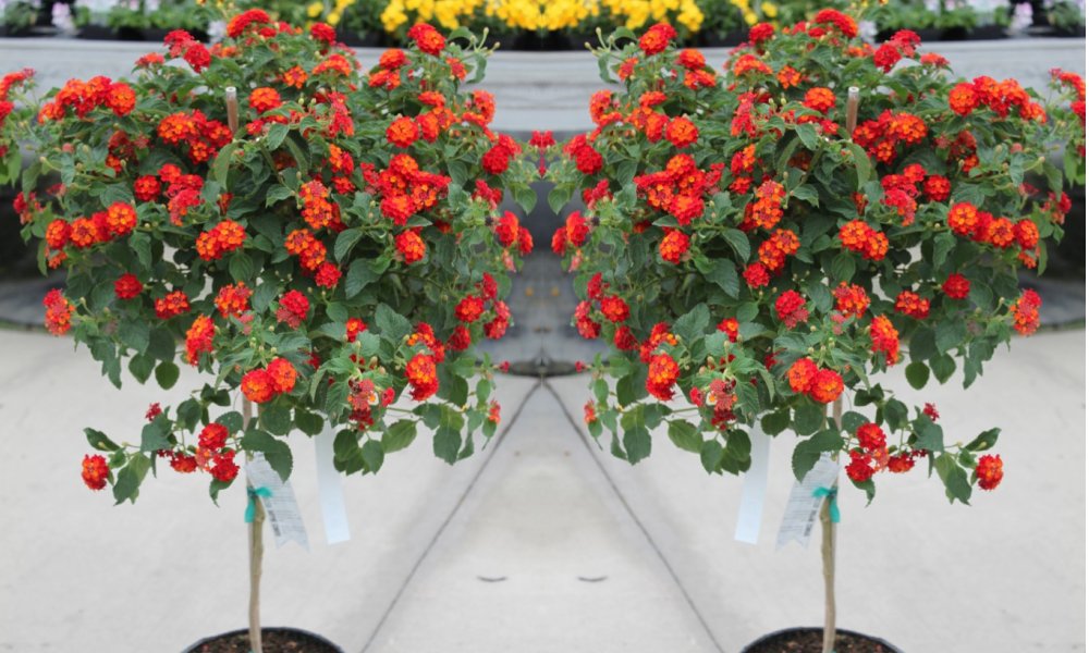 Gardening Express Deal of the Day Groupon