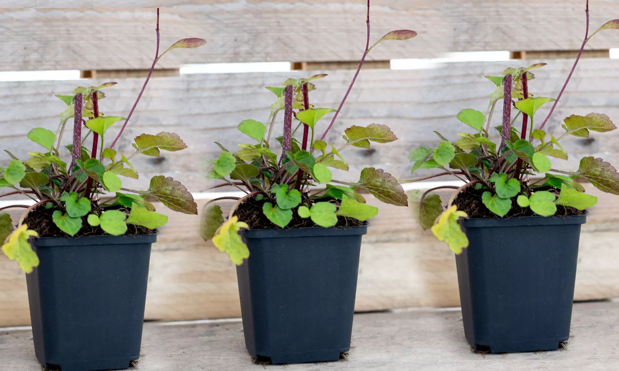 One or Three Rudbeckia Praire Glow Plants - Image 3
