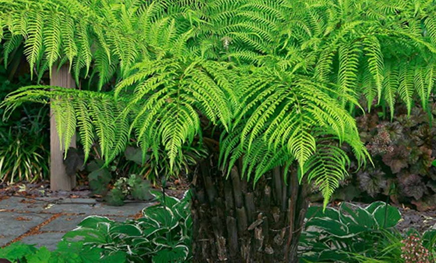 Image 2: Australian Tree Fern in 2L Pot
