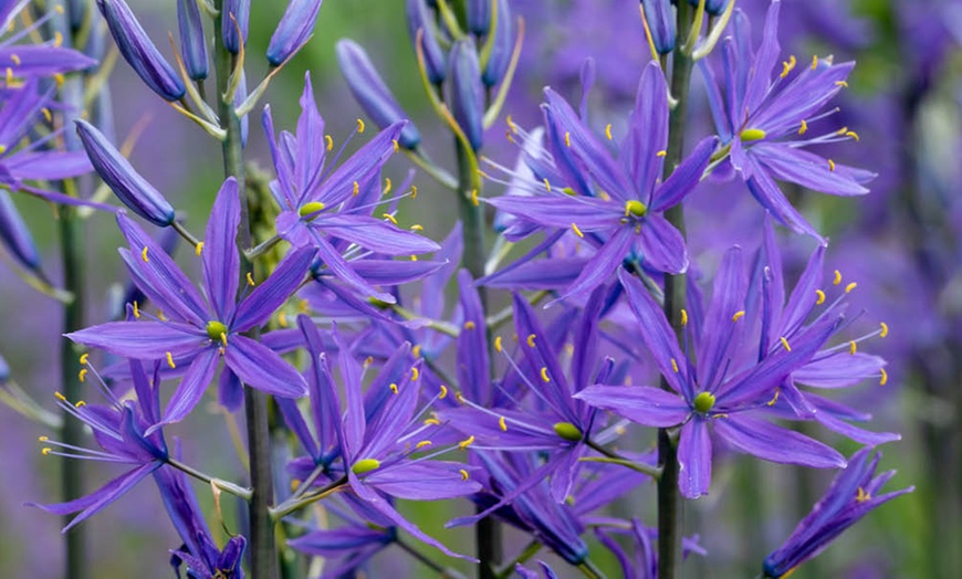 Image 3: Camassia Quamash Bulbs – 50 or 100 Blue Star Spring Flowers 