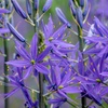 Image 3: Camassia Quamash Bulbs – 50 or 100 Blue Star Spring Flowers 