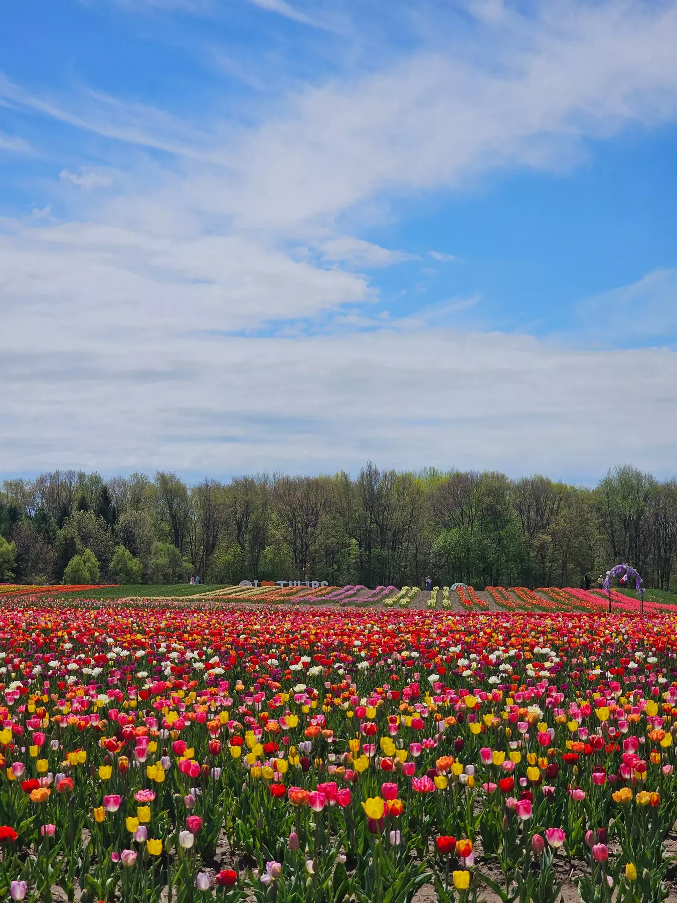 JP Niagara Tulip Experience in Pelham | Groupon