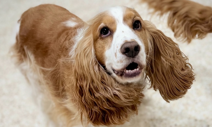 Image 8: Full Day of Doggy Day Care Or Get $50 or $100 Credit Dog Grooming