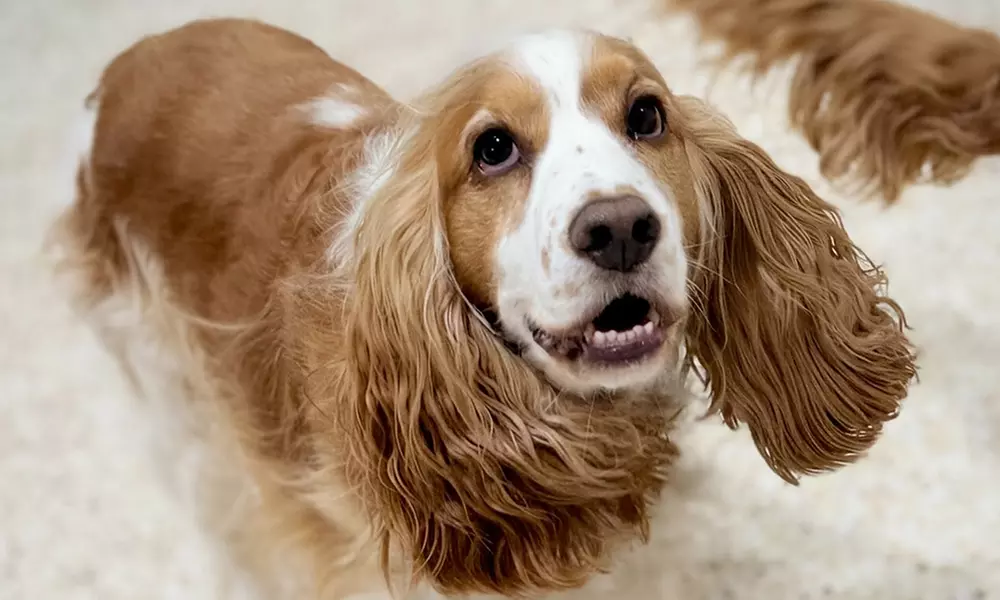 Full Day of Doggy Day Care Or Get $50 or $100 Credit Dog Grooming