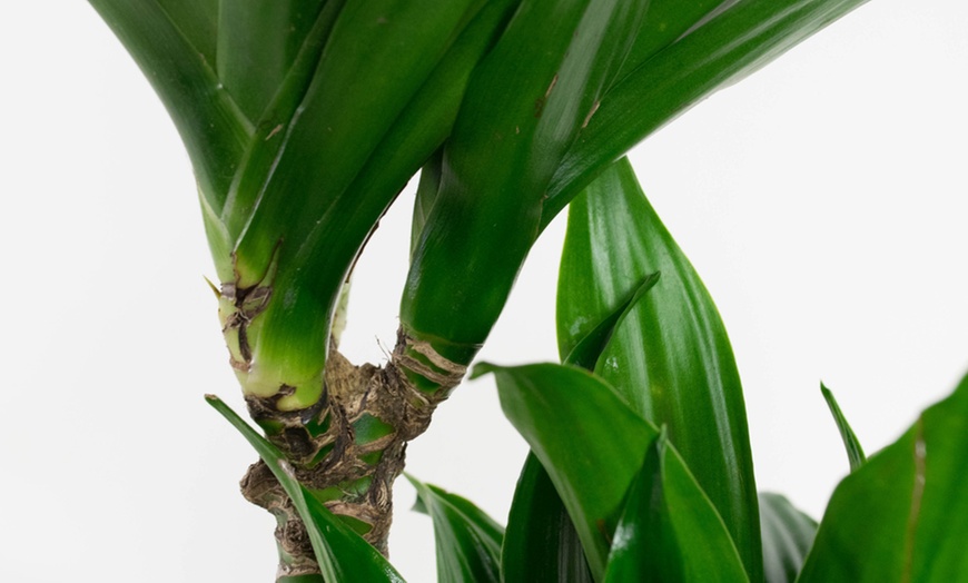 Image 8: Lote de 4 drácenas de variedades "Lemon Lime" y "Compacta" de Gardenzo