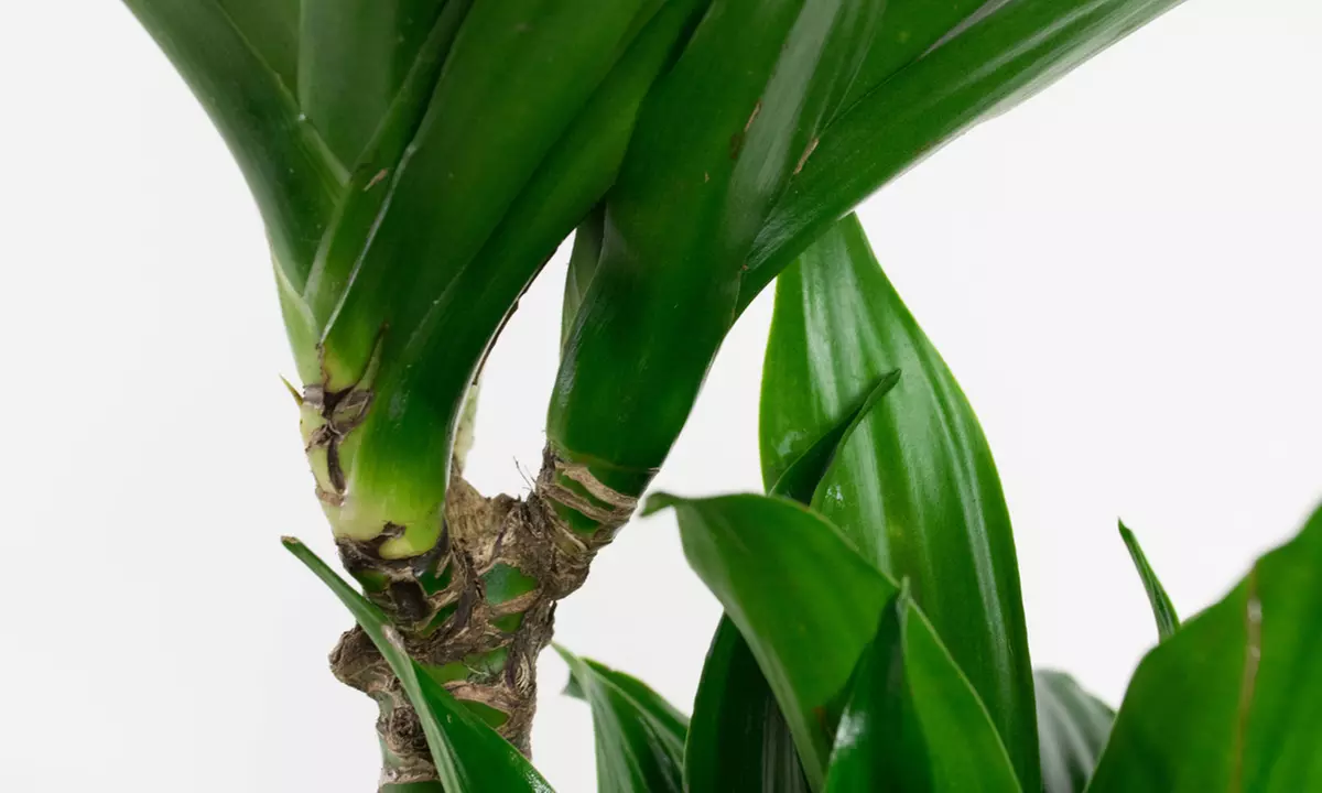 Lote de 4 drácenas de variedades "Lemon Lime" y "Compacta" de Gardenzo