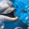Image 6: Experience an Unforgettable Dolphin Adventure!