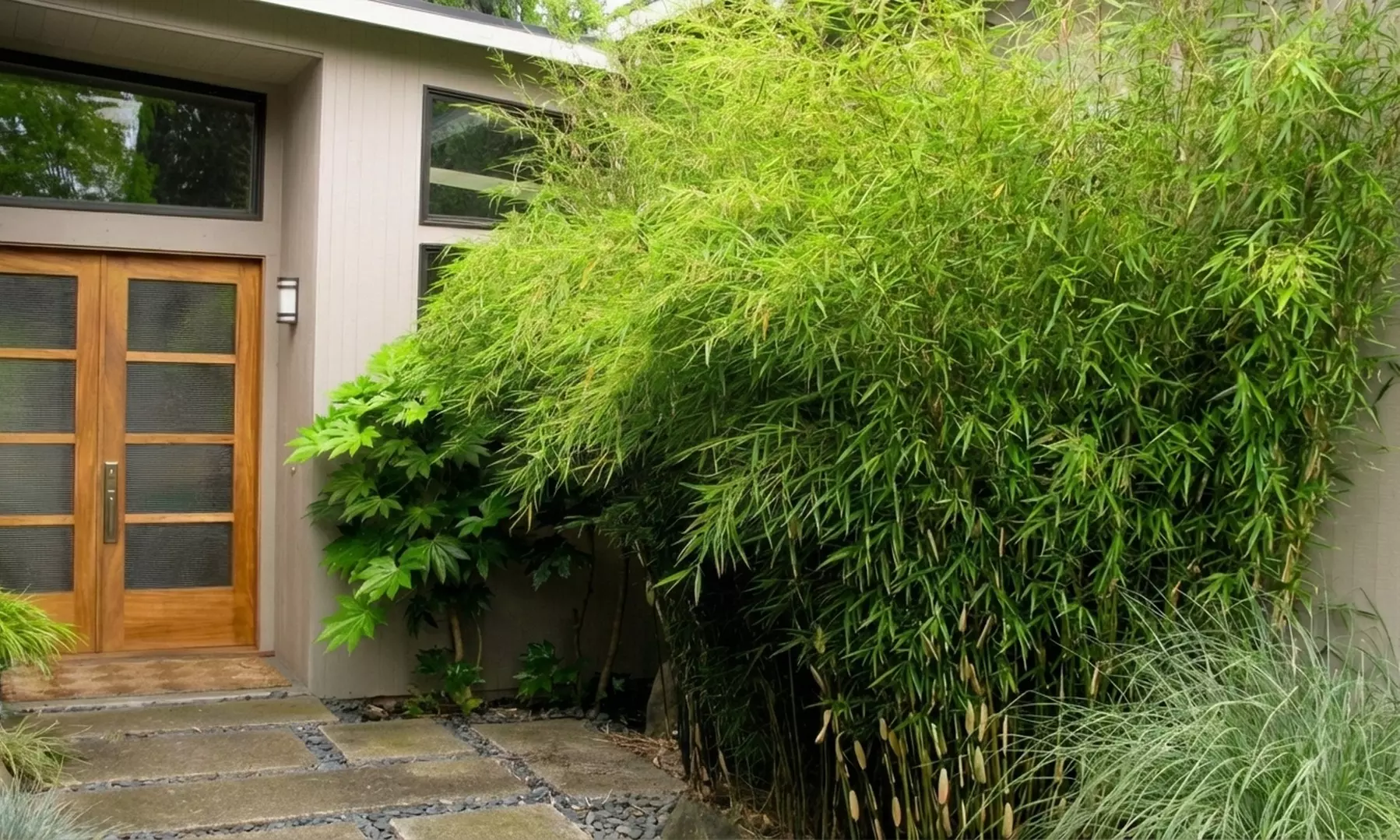 1 o 2 piante Fargesia 'Red Dragon'