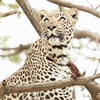 Image 9: Hoedspruit: 5-7-Night Escape at Vuyani River Lodge with Daily Safaris