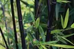 3 o 6 Bambù Black (Fargesia nitida 'Black Dragon') - Second Medium