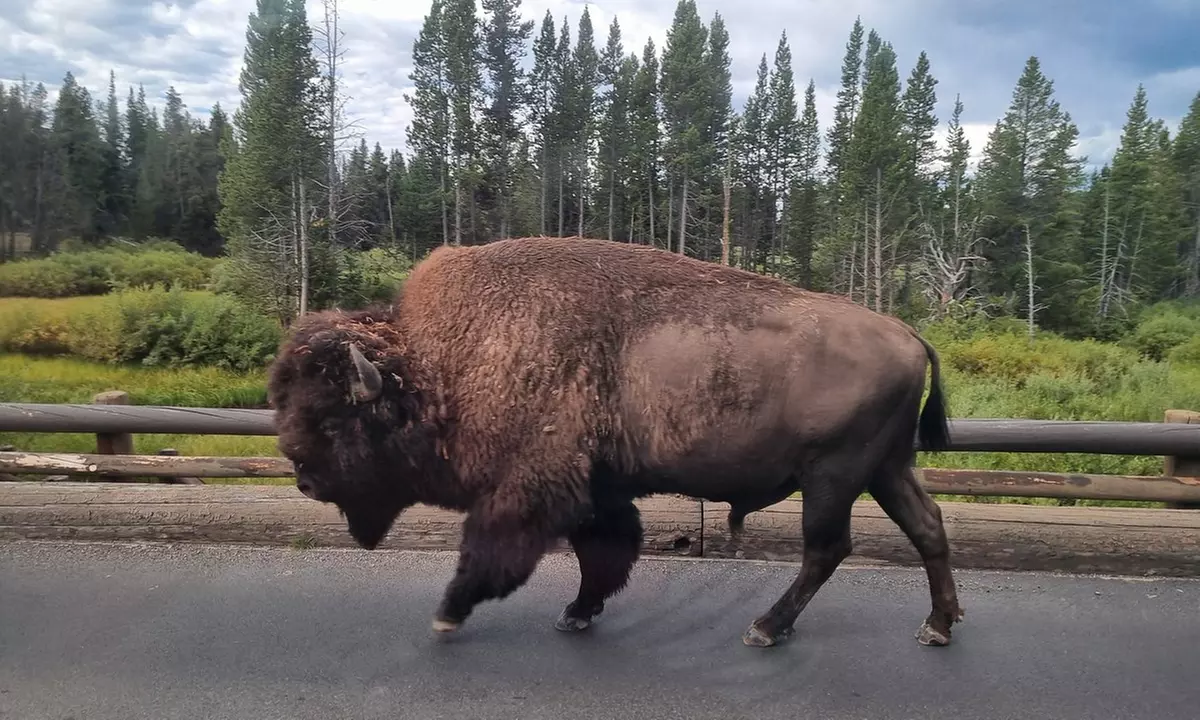 Explore Yellowstone's Full Day Tour with Lunch