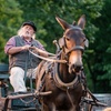 Image 8: Up to 23% Off Chuckwagon Dinner Show at Shepherd of the Hills