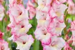 24 or 48 Gladioli 'Gladdies Trio' Bulbs - Image 2