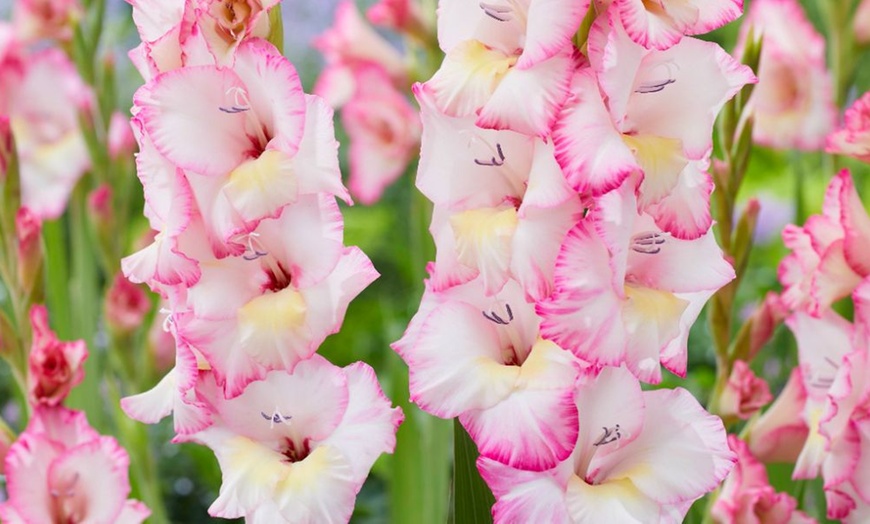 Image 2: 24 or 48 Gladioli 'Gladdies Trio' Bulbs