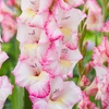 Image 2: 24 or 48 Gladioli 'Gladdies Trio' Bulbs