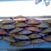 Image 3: Catch and Keep Fish on a Waikiki Fishing Tour for One Child or Adult