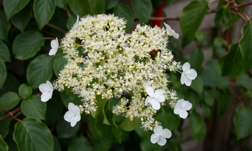 Image 4: Rootz — Lot de 2 plantes d'Hydrangée grimpante