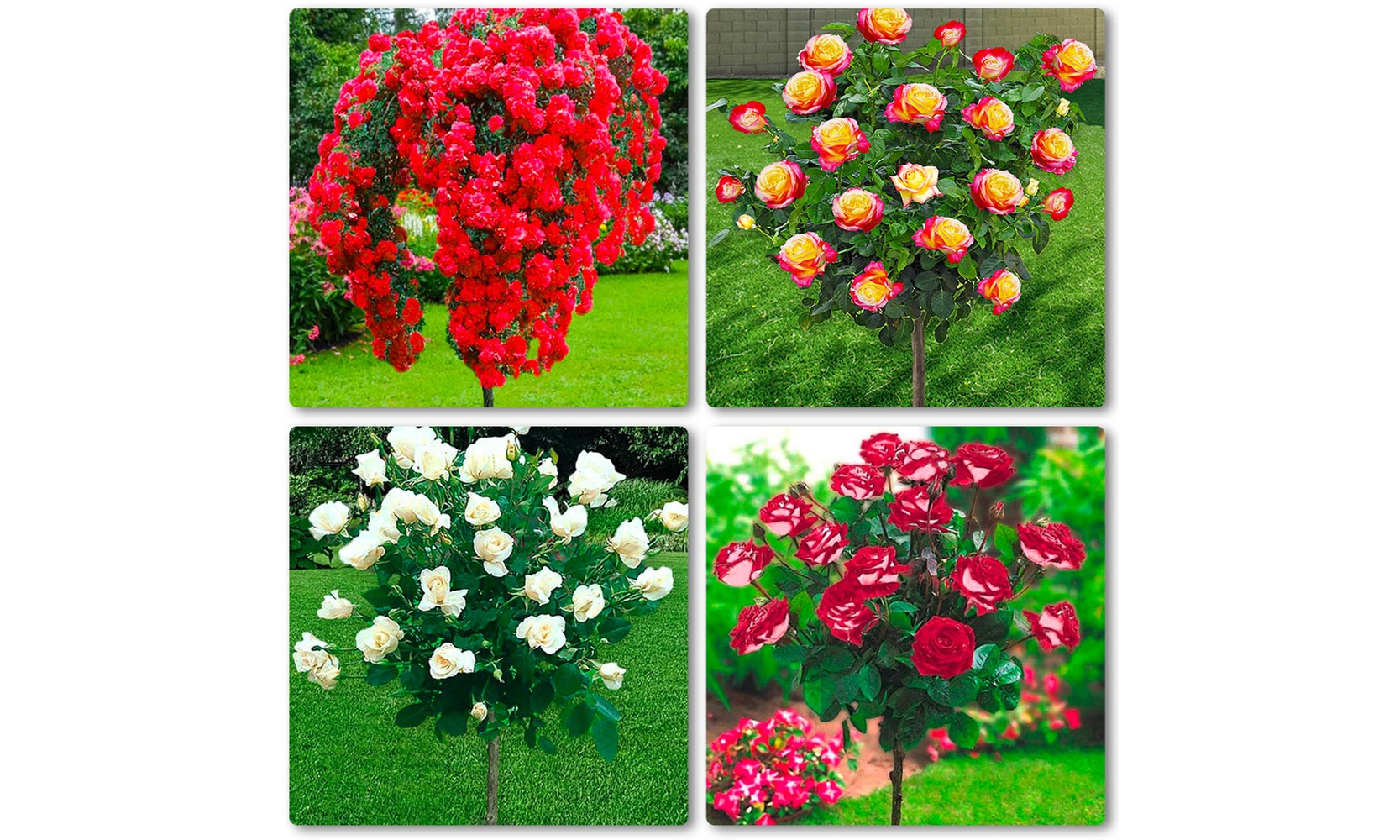 Set van 4 of 6 rozenstruiken op stam
