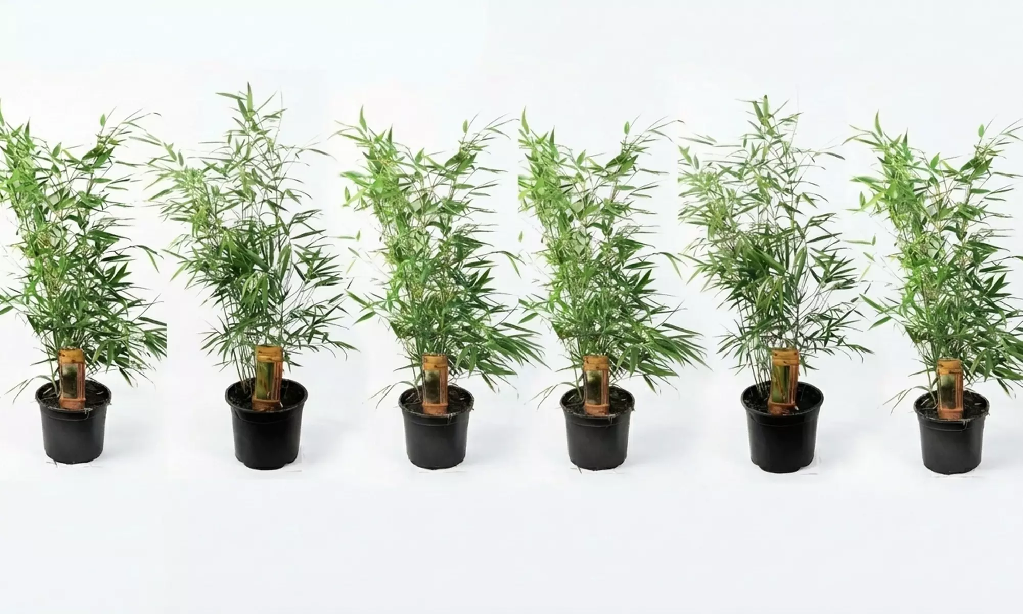 1 o 2 plantas de Fargesia Red Dragon