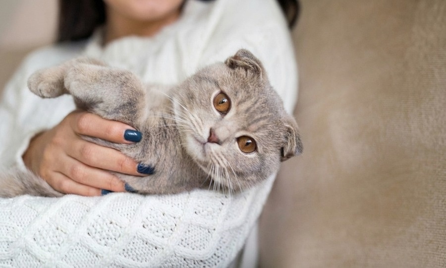 Formation en ligne courte "Bien éduquer son chat"