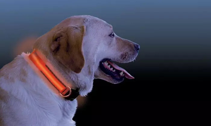 LED Dog Collars With Three Light Settings In Choice of Colour for £1.99 - Primary Image