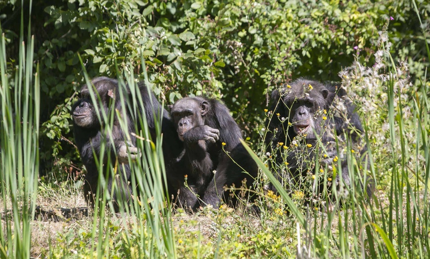 Image 12: La Vallée des Singes : expérience précieuse au cœur du monde sauvage