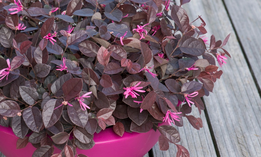 Image 1: Ever Red Chinese Fringe Flowers