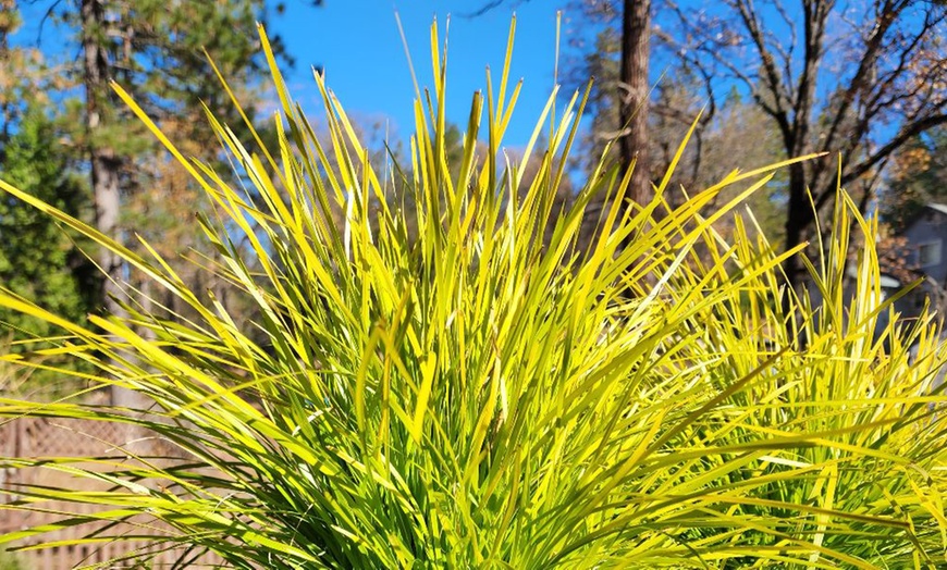 Image 5: Lomandra longifolia Miners Gold – 1 or 3 Potted Plants