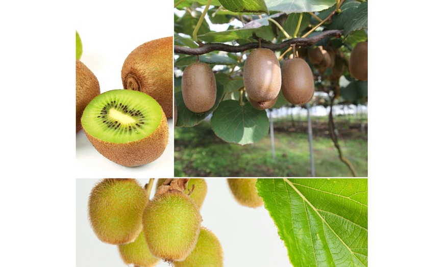 Image 2: Plants de kiwis Actinidia deliciosa "Jenny" 