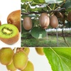 Image 2: Plants de kiwis Actinidia deliciosa "Jenny" 