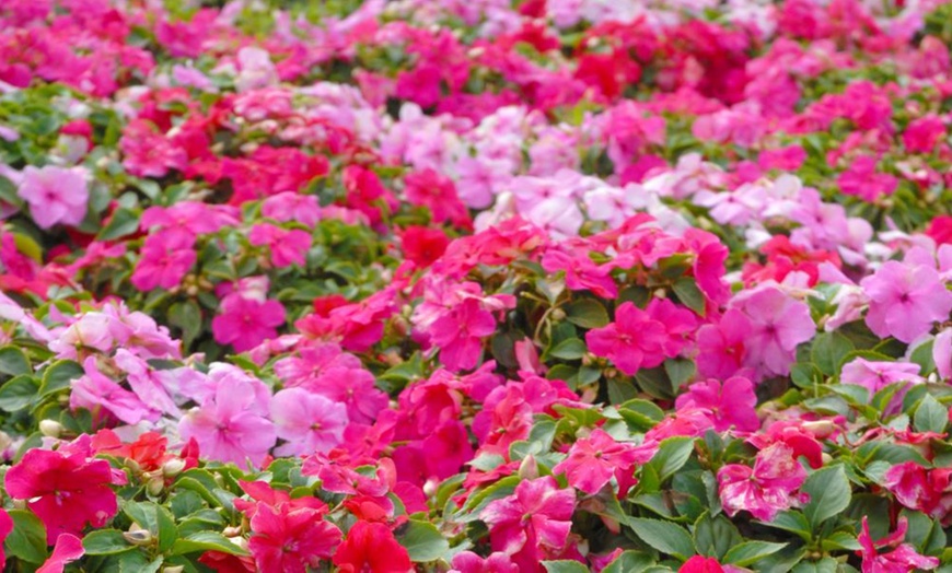Image 6: Mixed Summer Flowering Busy Lizzie Plants
