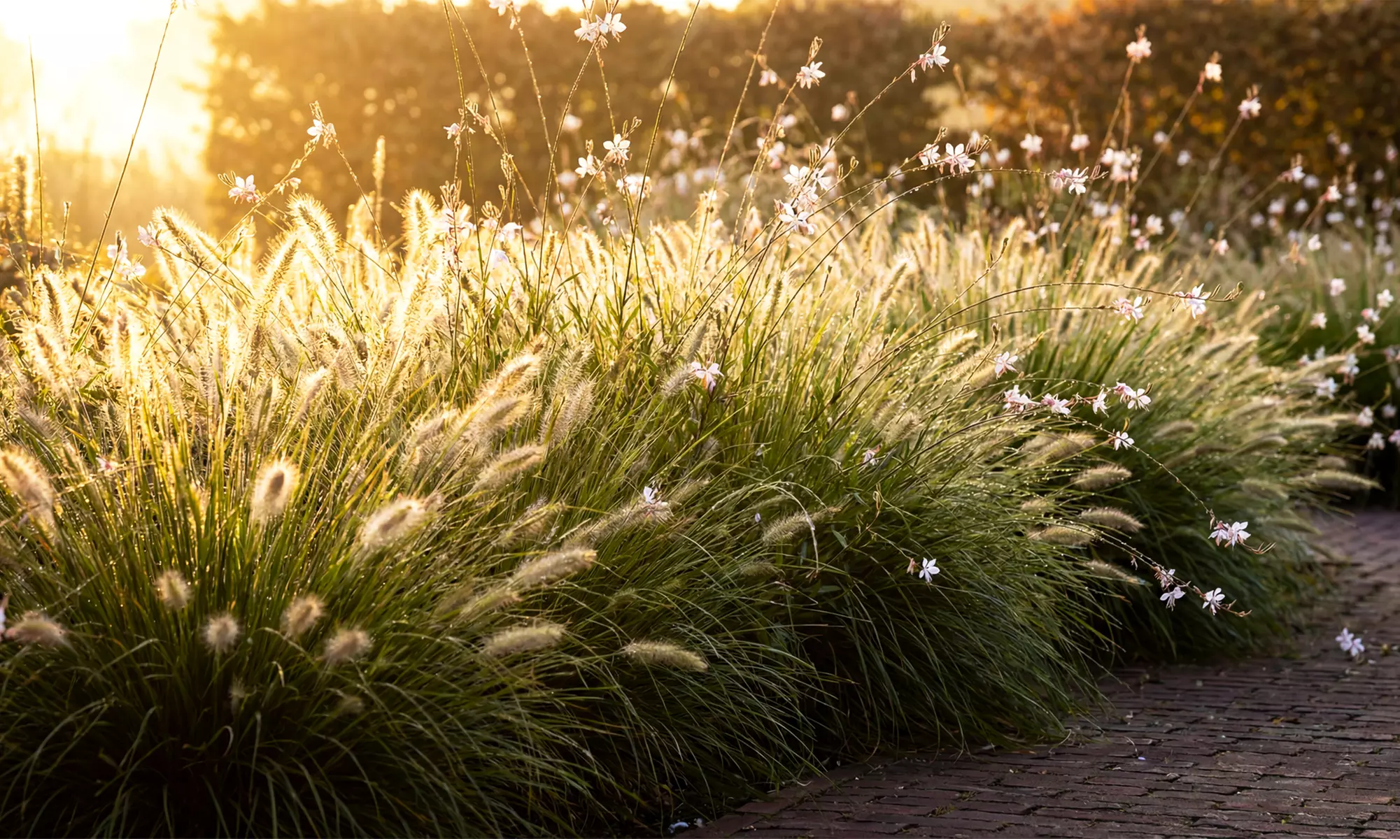 Mehrjähriges Set „Luna“ mit 9 Pflanzen