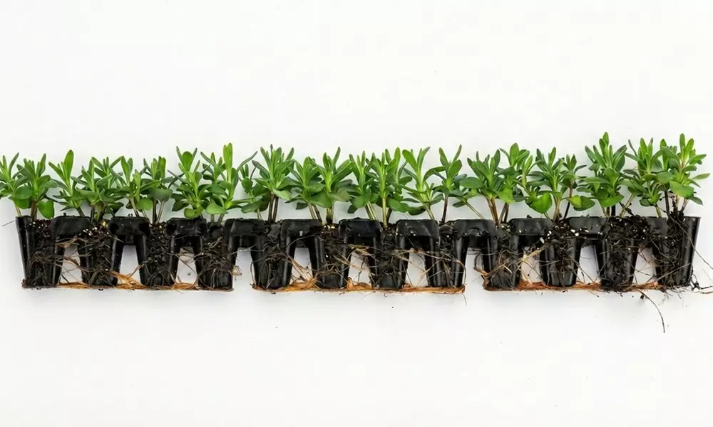 Upto 60 Lavender Munstead Plants