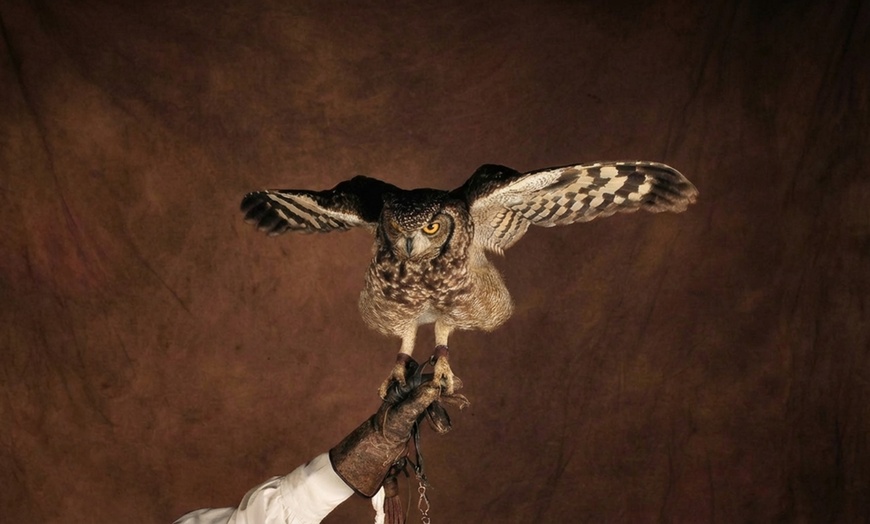 Image 9: Atelier en fauconnerie