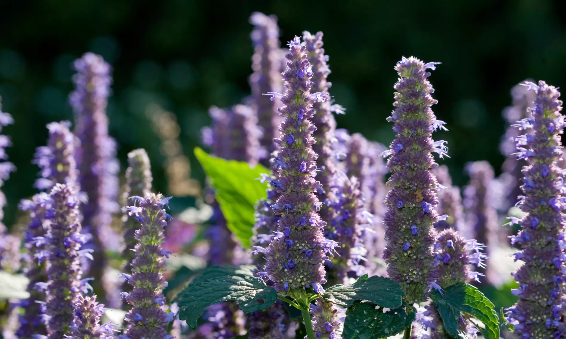 NatureNest 'Amber'-borderpakket